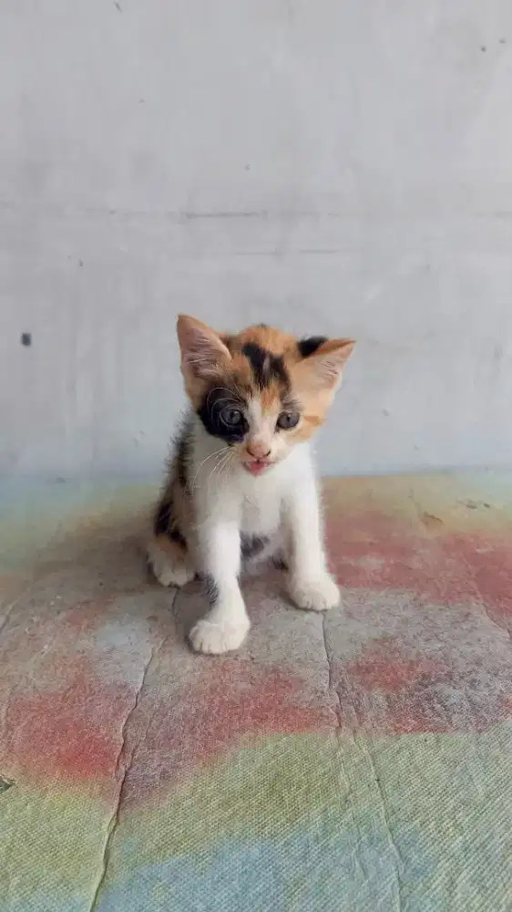 Kucing Kitten Persia Medium