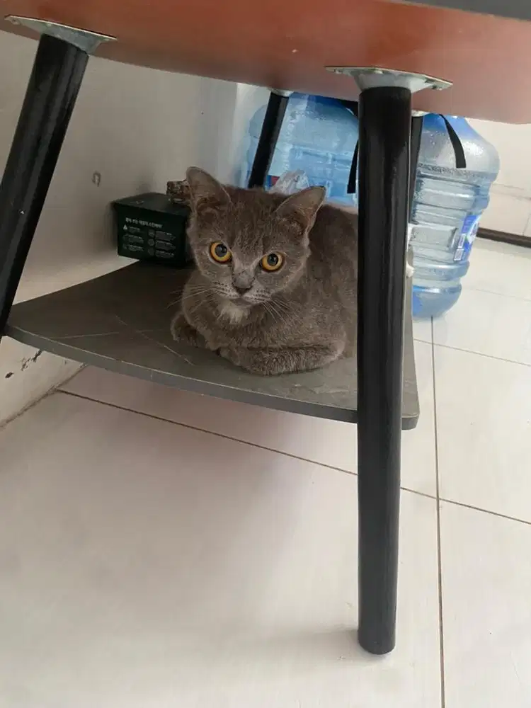 Kucing british short hair