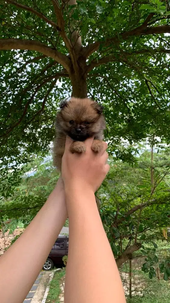 Minipom Sable Orange