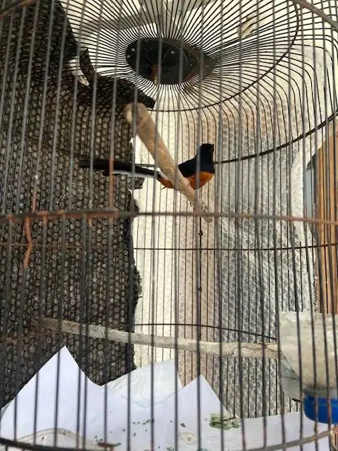 Burung Murai MH jantan bunyi bulu mulus (bajak laut)