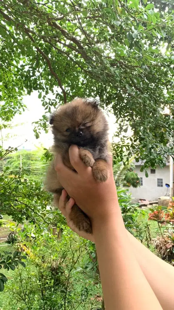 Minipom Orange Sable
