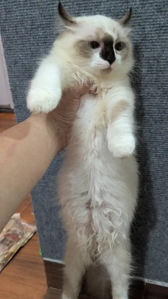 Munchkin Ragdoll Betina