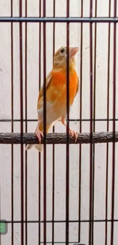 Red siskin double dilute