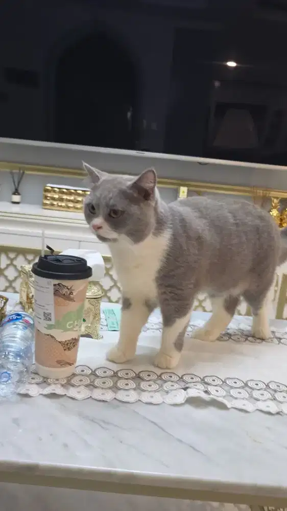 Open Adopt  bermahar: Bicolor blue  BSH jantan 6 bulan