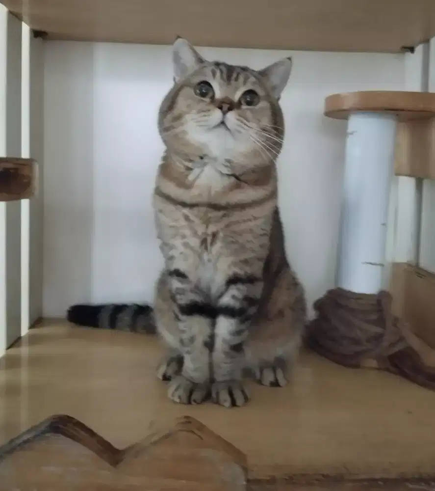 bsh jantan golden tabby