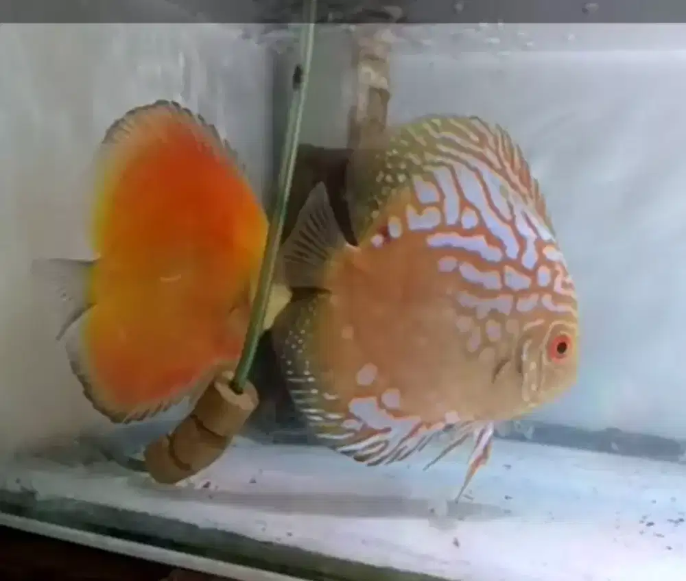 2 ekor ikan discus