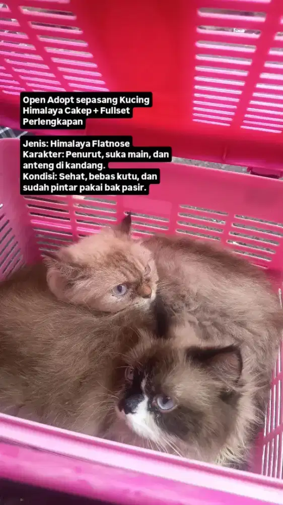 JUAL KUCING HIMALAYA 2 BONUS FULLSET PERLENGKAPAN