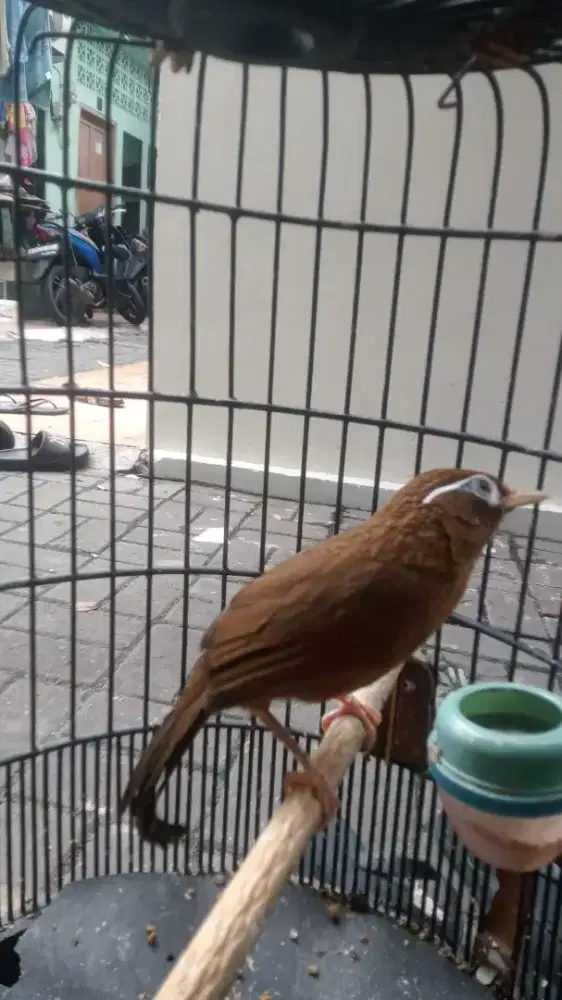 Wambi istimewa rawatan