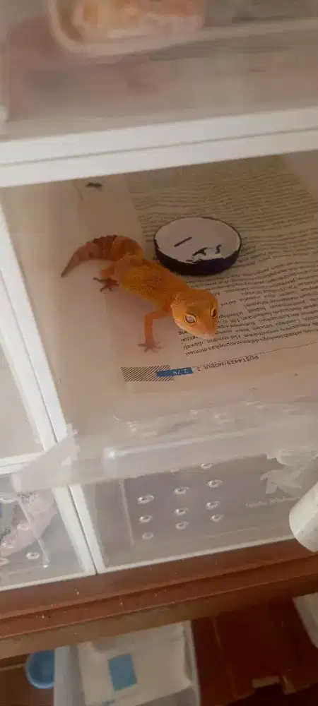 LEOPARD GECKO BLACK NIGHT