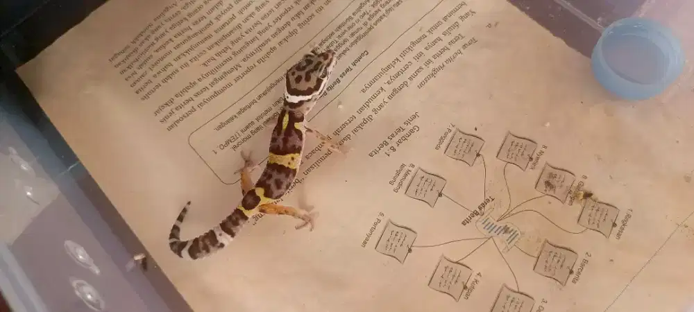 Leopard gecko black night macksnow