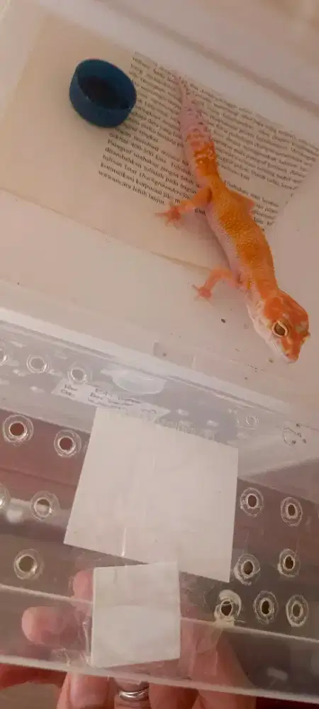 Leopard gecko tremper enigma