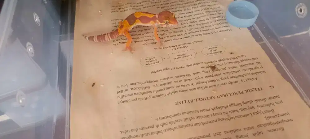 Leopard gecko black night tremper