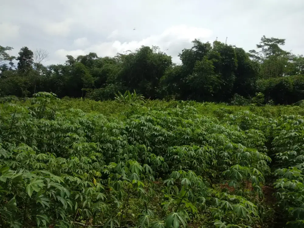 Tanah Strategis Wonolopo Mijen Semarang