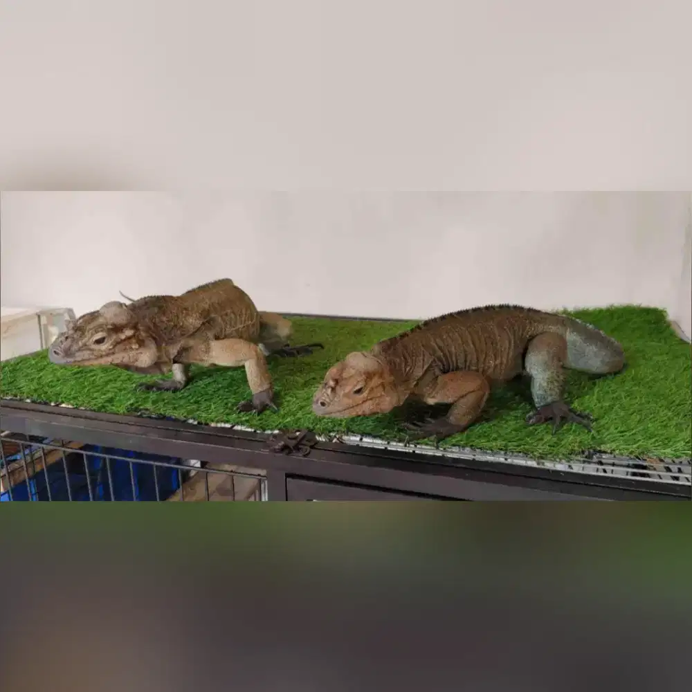 rhino iguana sepasang