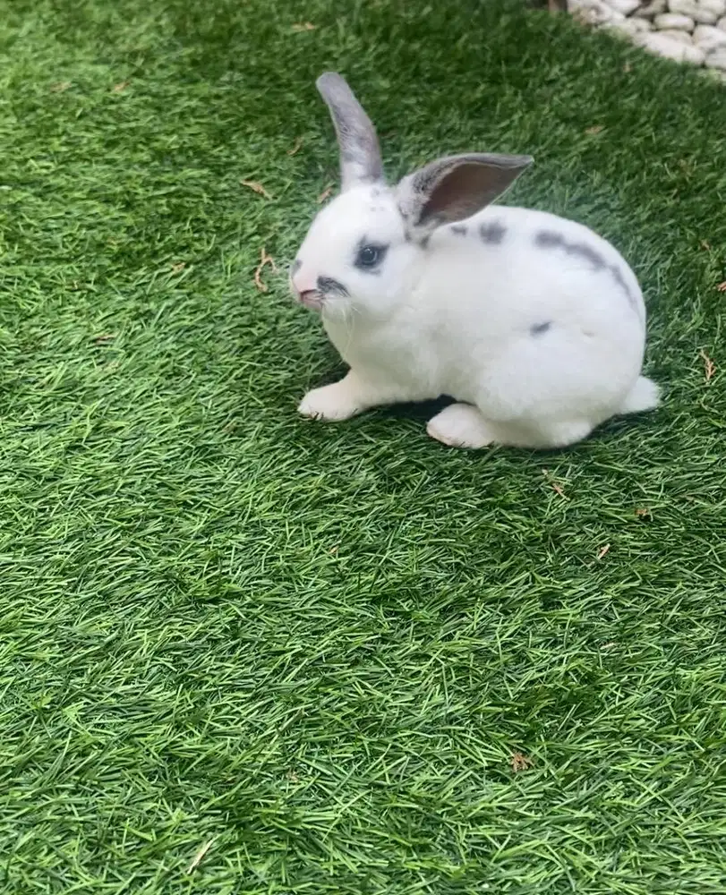 Kelinci rex bulu karpet