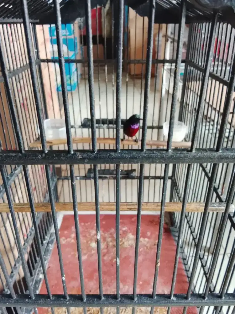 Burung ko nin da mer rajin masteran murai