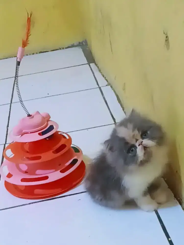 Kucing Persia Peaknose Delute Calico