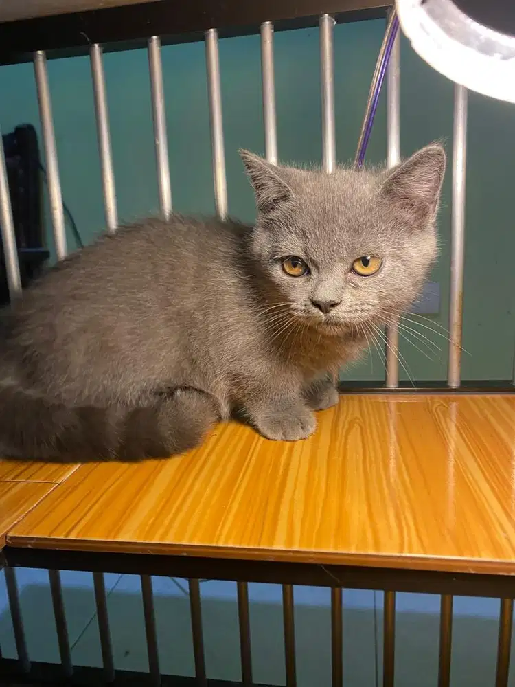 Kucing Jantan BSH Munchkin