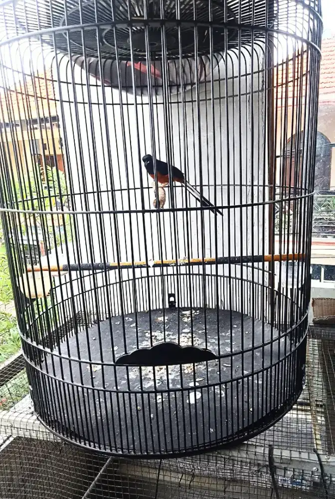 Murai batu mh prestasi