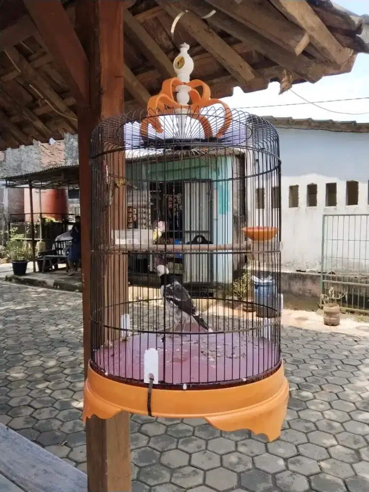 Jalak hongkong gacor