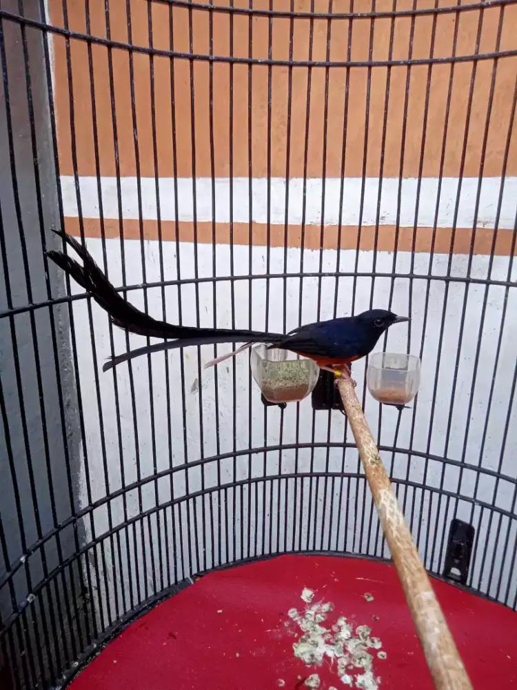 Murai Ekor panjang Klewer 30 cm.