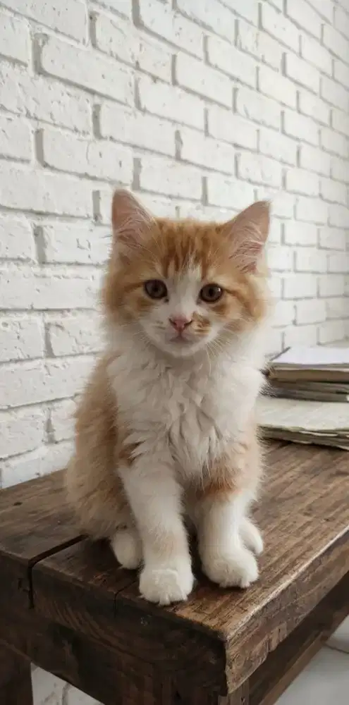 Kucing Himalaya persia kitten