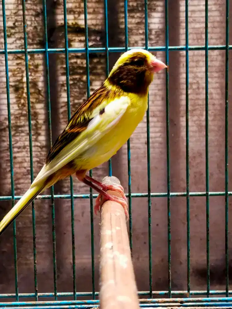 Burung kenari AFsf paud/anak jantan