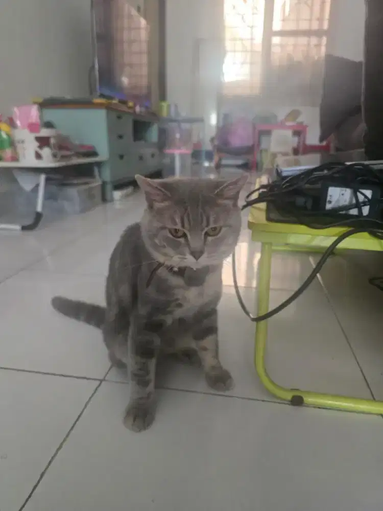 Bsh pejantan blue golden tabby