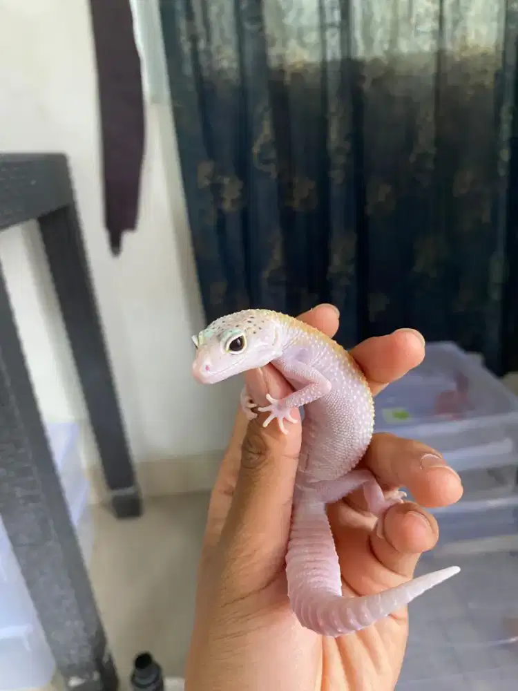 Gecko famale lucu banget