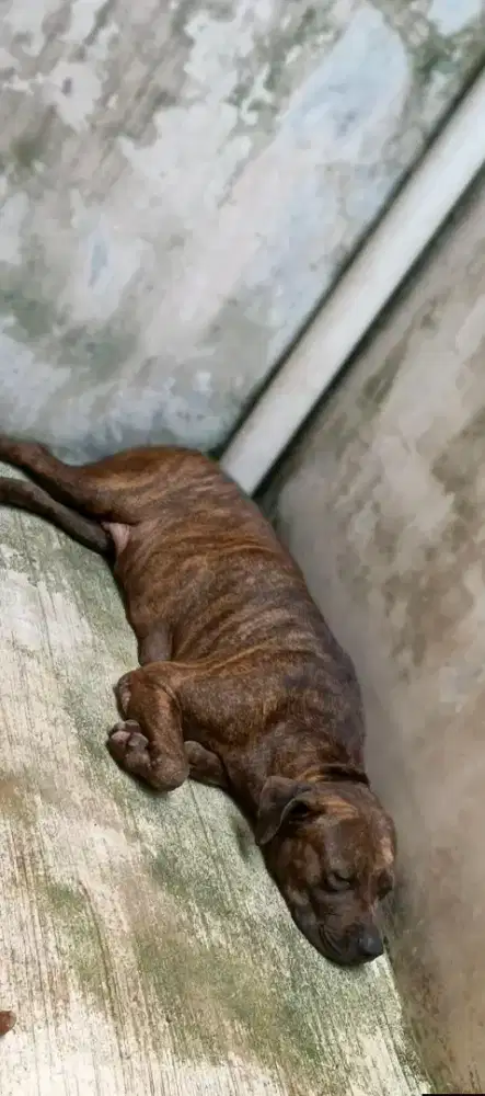 Pitbull indukan (hamil bonus)