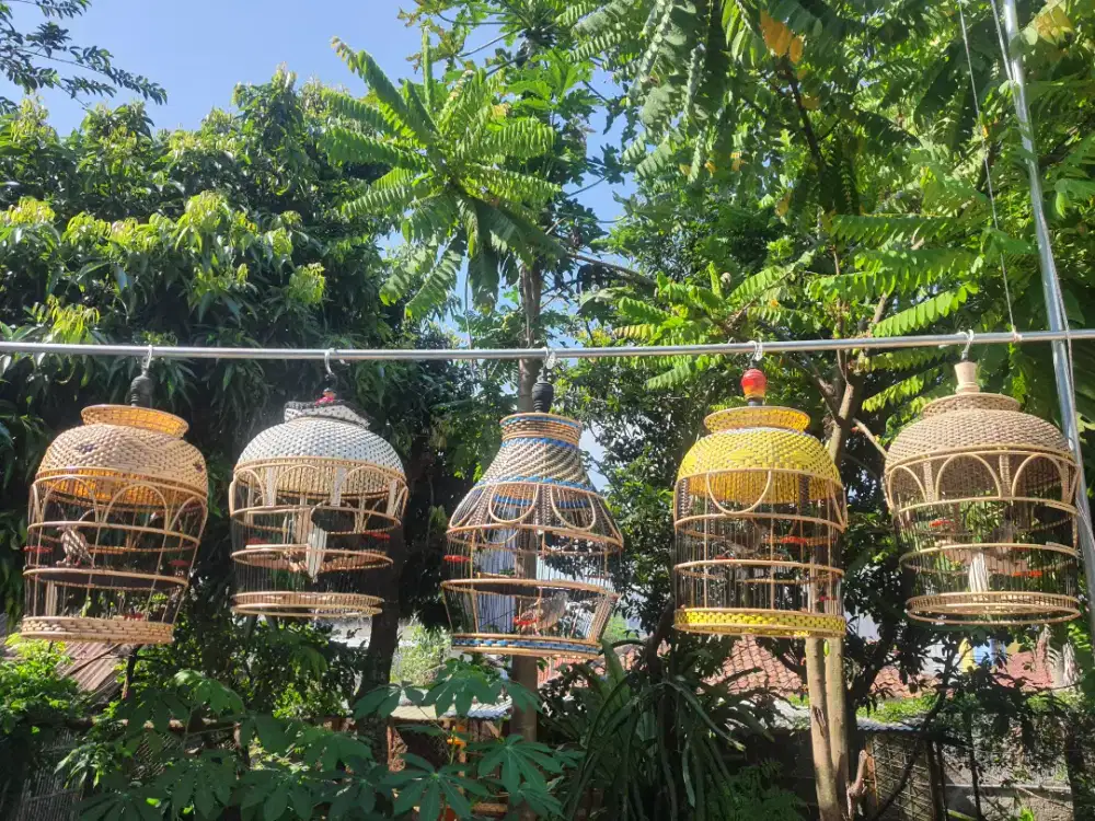 Perkutut Bangkok & Lokal + sangkar