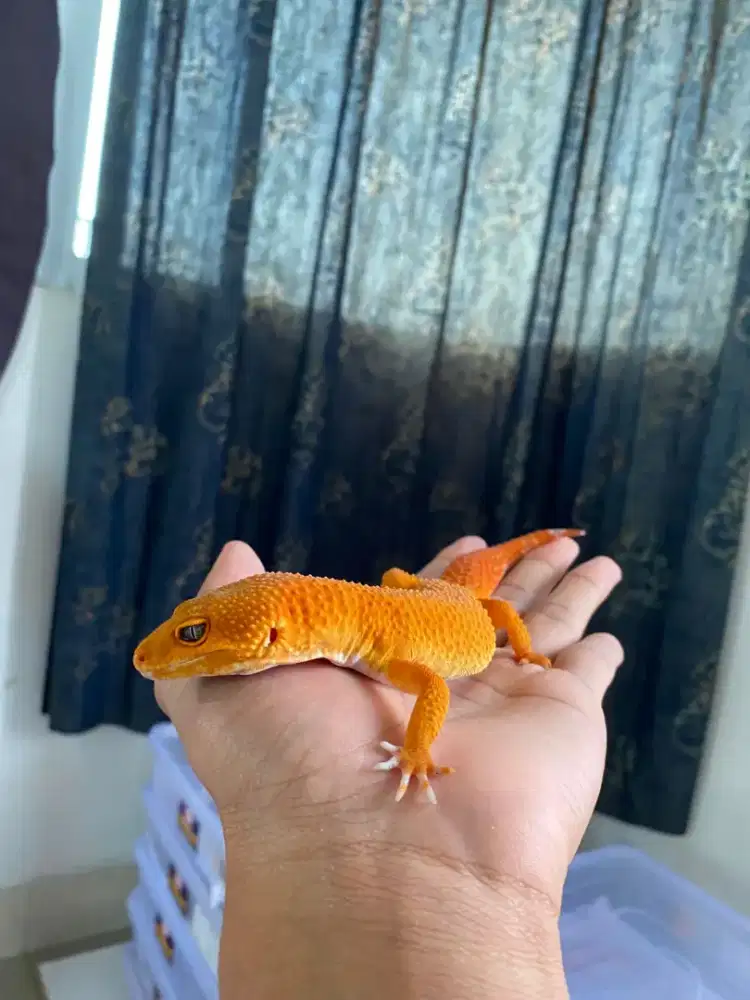 Gecko Super Gaint SHTCTB