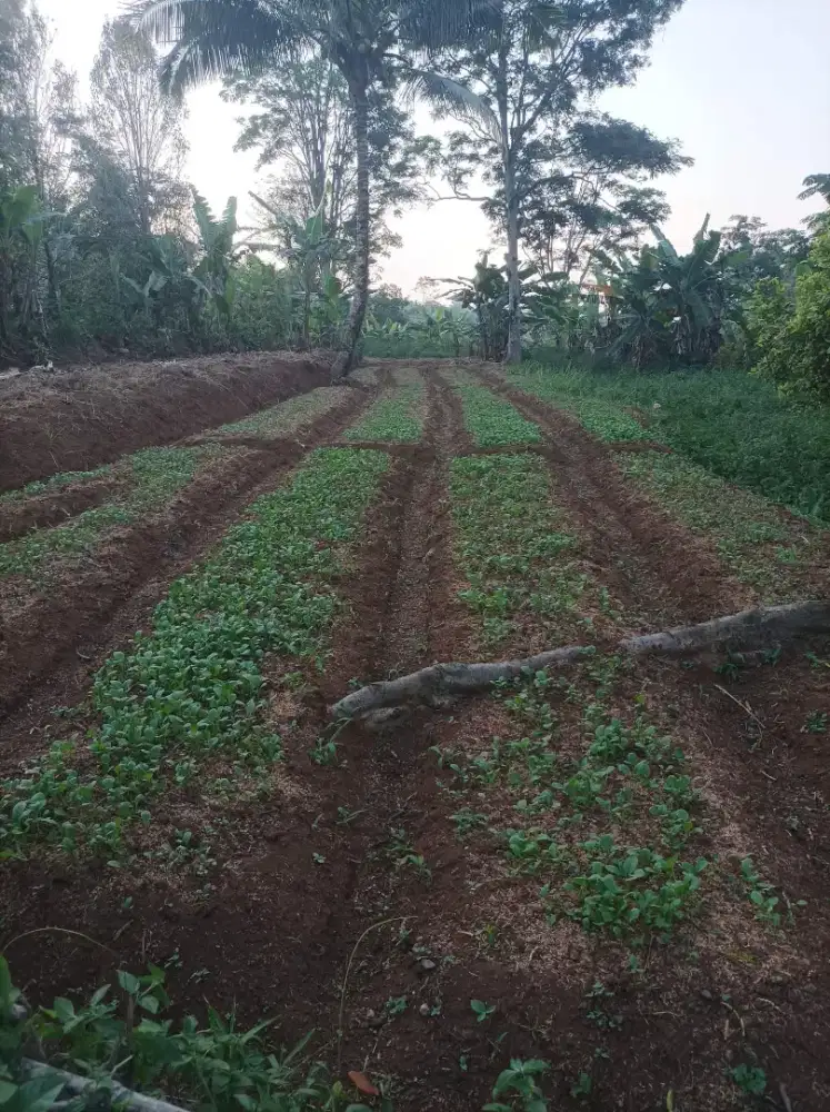 Tanah oavling kebun, Akses Mobil