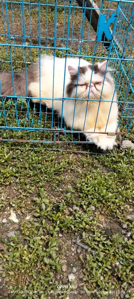 betina peaknose usia 1.2 tahun