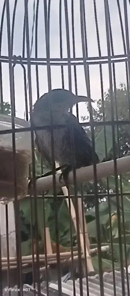 cak kopi jantan burja