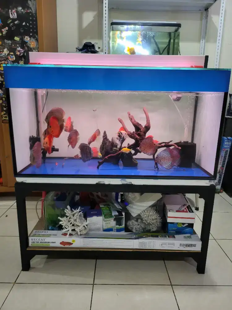 Jual murah Akuarium ikan fullset 100x50x50cm plus ikan discus