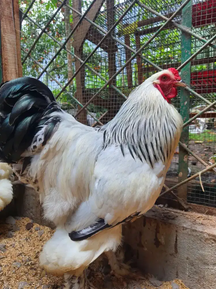 Ayam Brahma (Light Columbian)