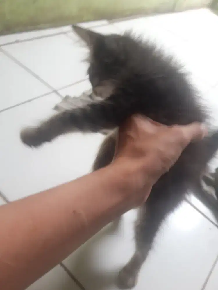 Jual kucing persia medium jantan umur 2 bulan