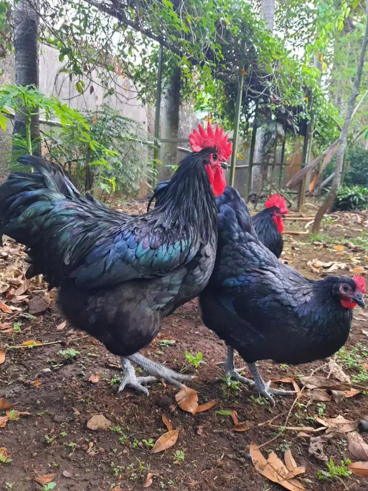 Ayam Black Australorp (Jantan)