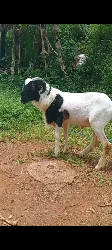 Domba qurban Padasuka