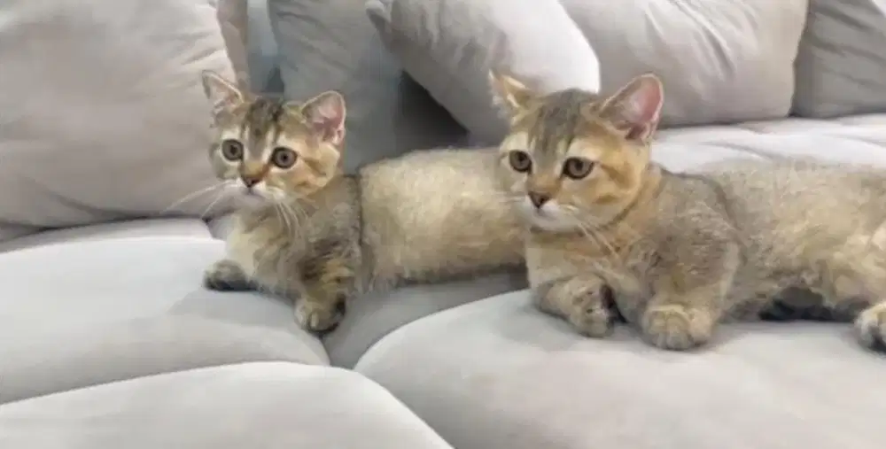 Kucing munchkin bsh british shorthair british short hair