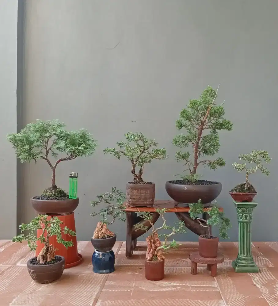 Mame bonsai murah ada 8 pot