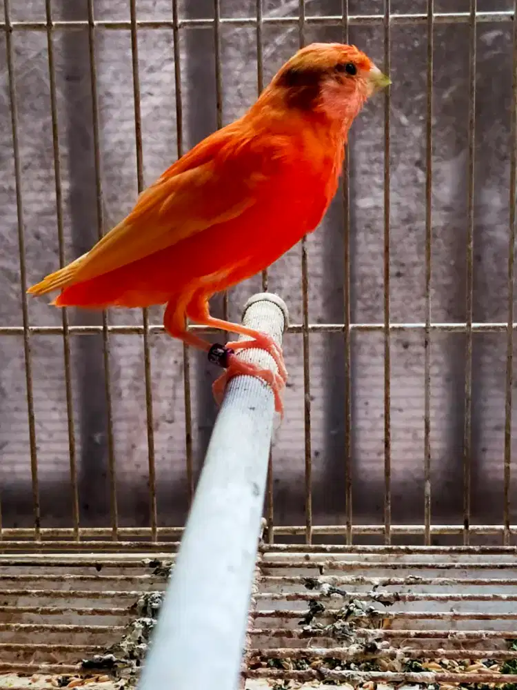 Burung kenari merlok flek jantan
