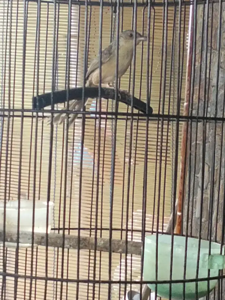 Cigun atau Prenjak gunung