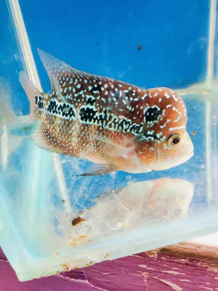 Louhan kamfa f3 jenong