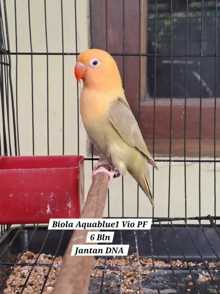 Lovebird Siapan Jantan Biola AquaBlue1 Violet Pale Fallow (PF)