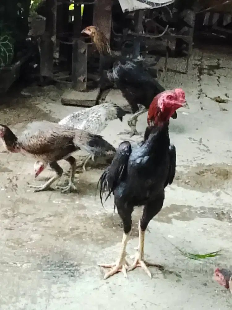 Jual ayam Bangkok dan Mangon