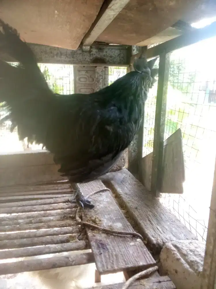 Ayam cemani asli kedu