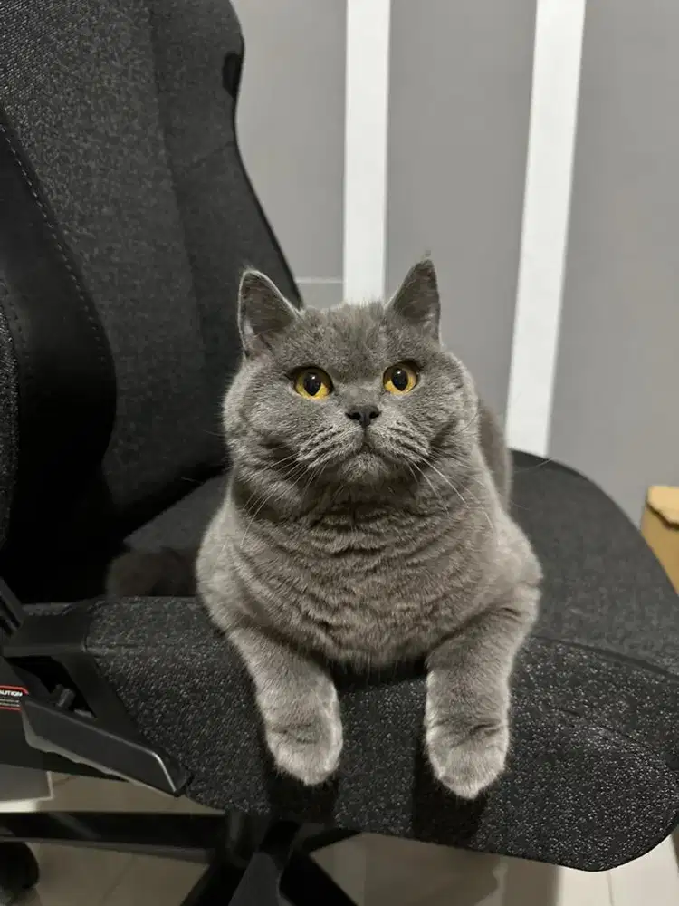 British Short Hair (BSH) Blue Solid