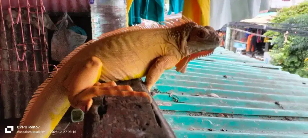 Iguana red albino jantan